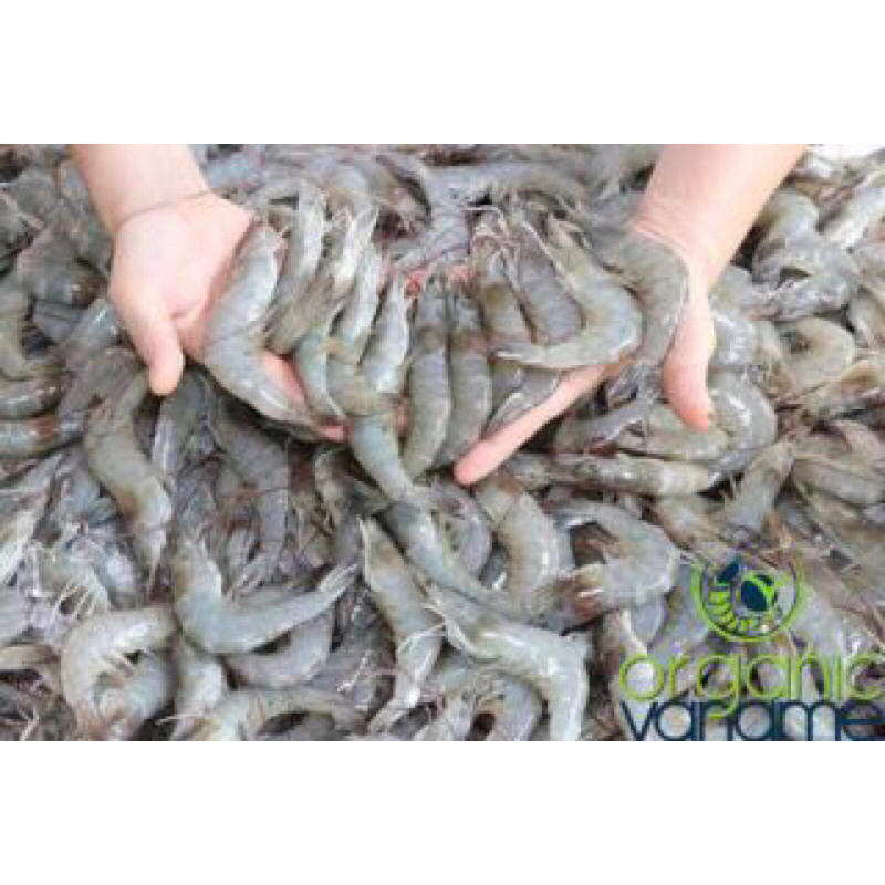 

Udang Vaname