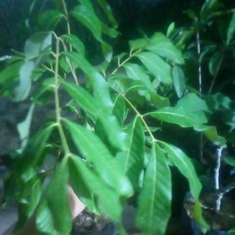 bibit kelengkeng Itoh super