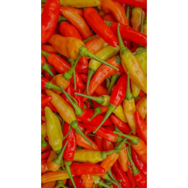 

cabai rawit merah segar 1kg segar fresh instan