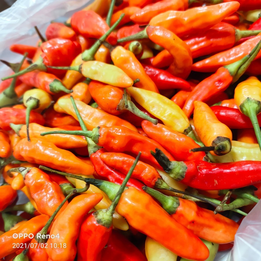 

Cabe rawit merah super ( 1 kg ) - ( 1/2 kg ) - ( 1/4 kg ) - 250 gr