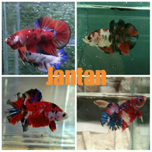 Hemat 3 Belanja SEPASANG Ikan Cupang Koi Galaxy Jantan Betina Male Female Siap Kawin