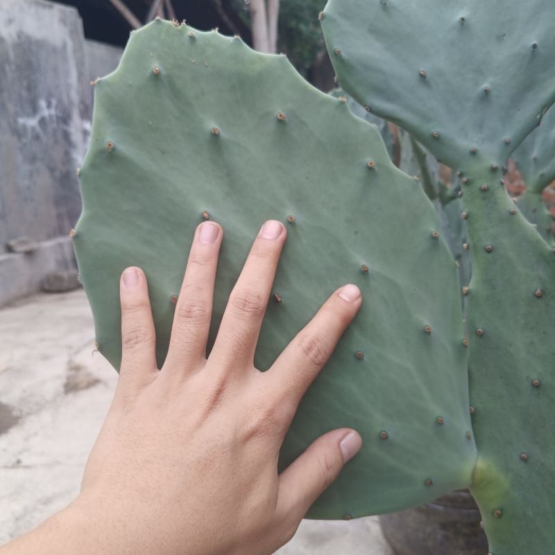 Kaktus Opuntia Gomei Jumbo