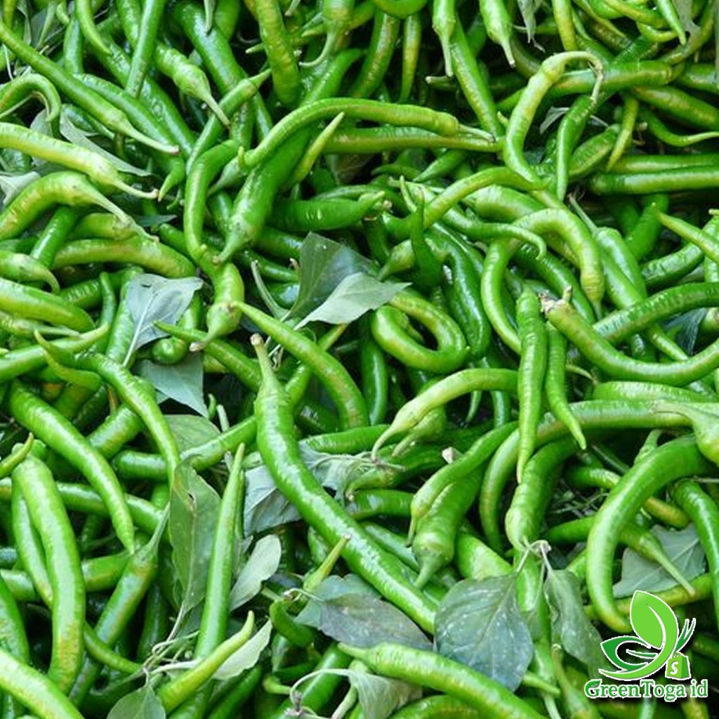 

CABAI HIJAU LOMBOK HIJAU SEGAR 1KG