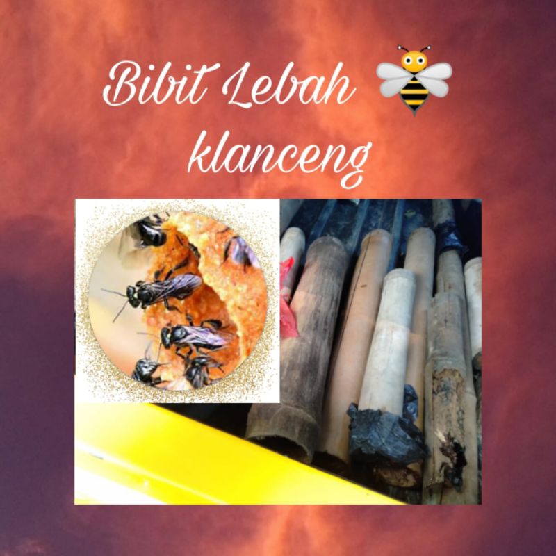 Bibit Lebah Klanceng dalam bambu bibit Lebah trigona bibit Lebah berkualitas