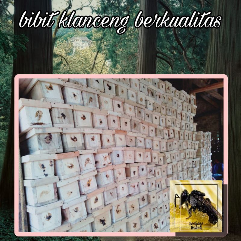 Lebah klanceng bibit Lebah klanceng dalam peti klanceng berkualitas bibit Lebah madu