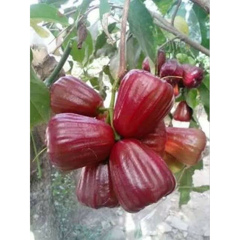 Bibit jambu air dalhari okulasi rimbun