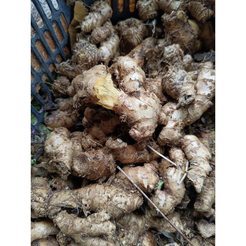 

lampuyang/lempuyang