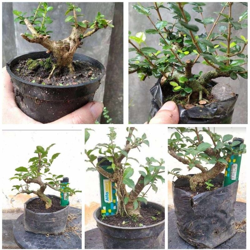 Sacang, mirten, 3 sakura mikro