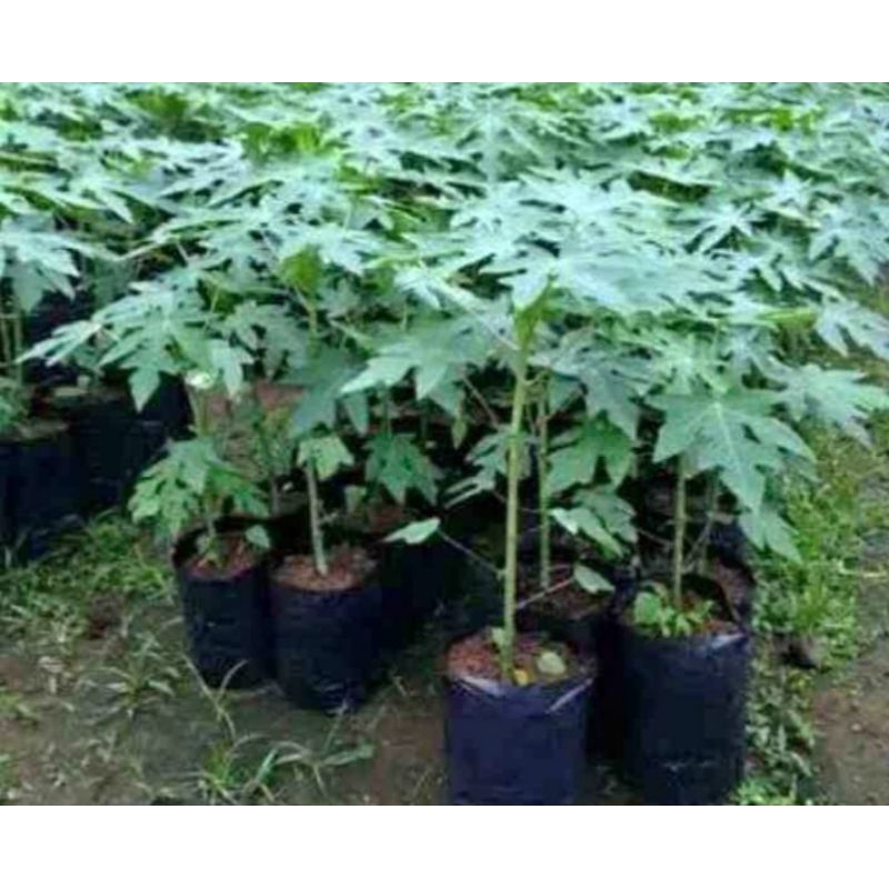 Bibit pepaya kalifornia kalina pepaya kalifornia full akar siap tanam