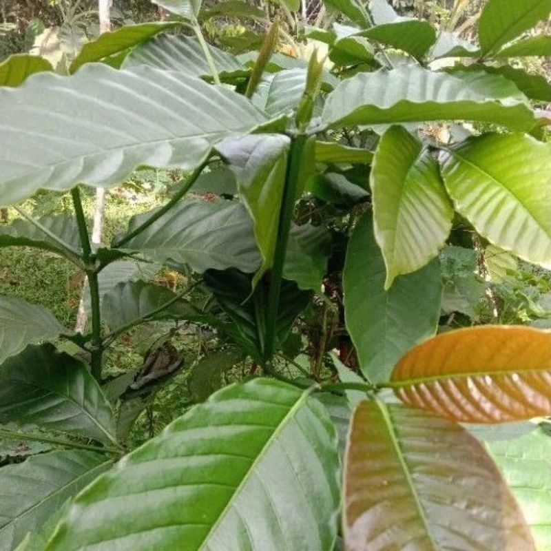 

daun kopi segar 500gram,herbal alami