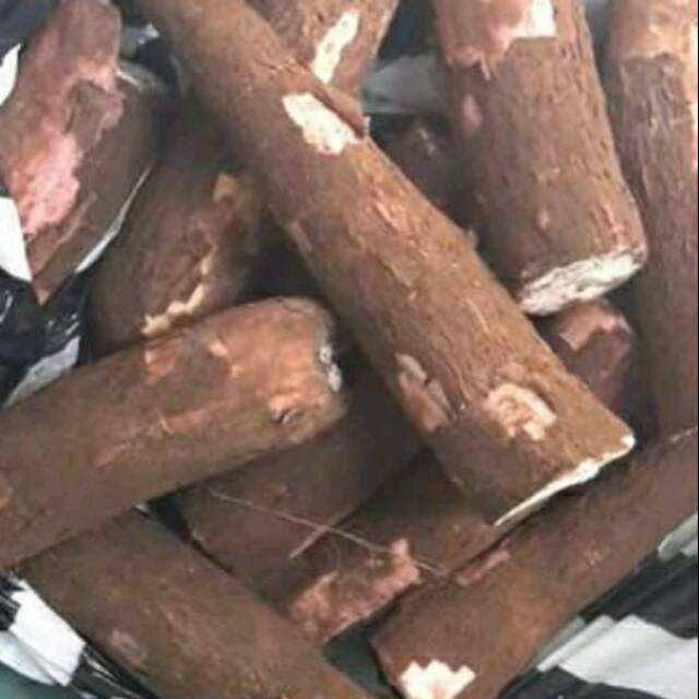

Jual Singkong Racun Sapi Kuru /Singkong Genderewo Fres 1Kg Anti Kanker