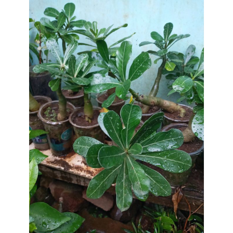 adenium program expos akar