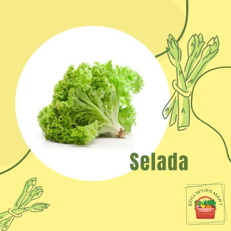 

SELADA -+250g (FRESH) - INSTANT SEMARANG