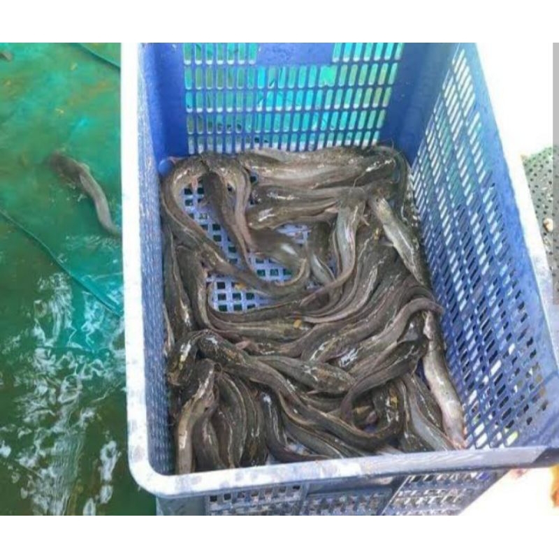 

50kilo lele hidup fres siap konsumsi isi 8-12pcs per kilo