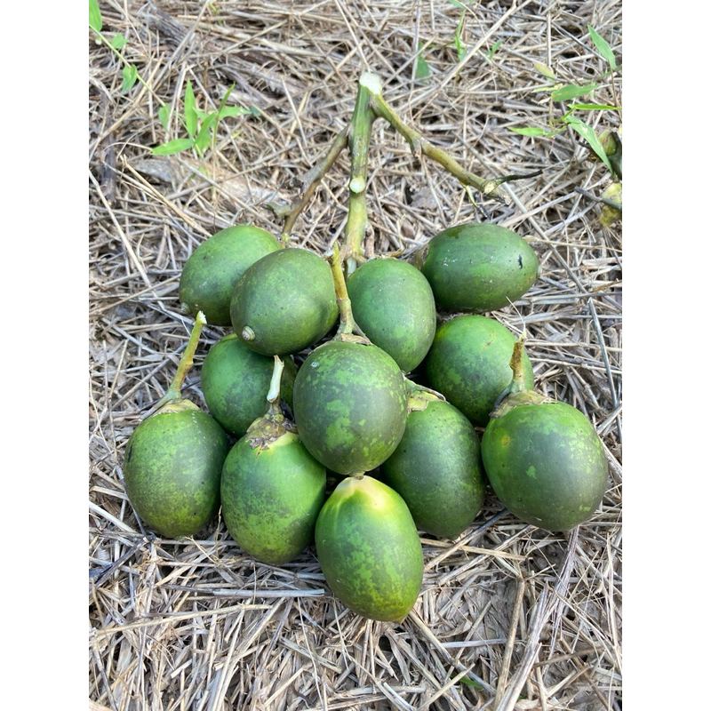 

Pinang muda fresh dari pohon