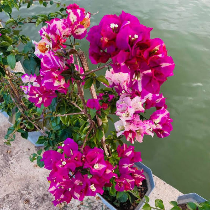 Bougenville Murayama