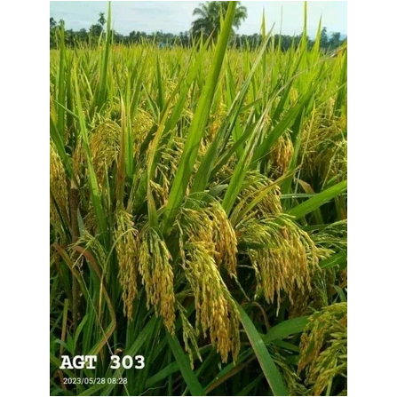 Benih Padi 303 AGT Bibit Padi Unggul 5kg
