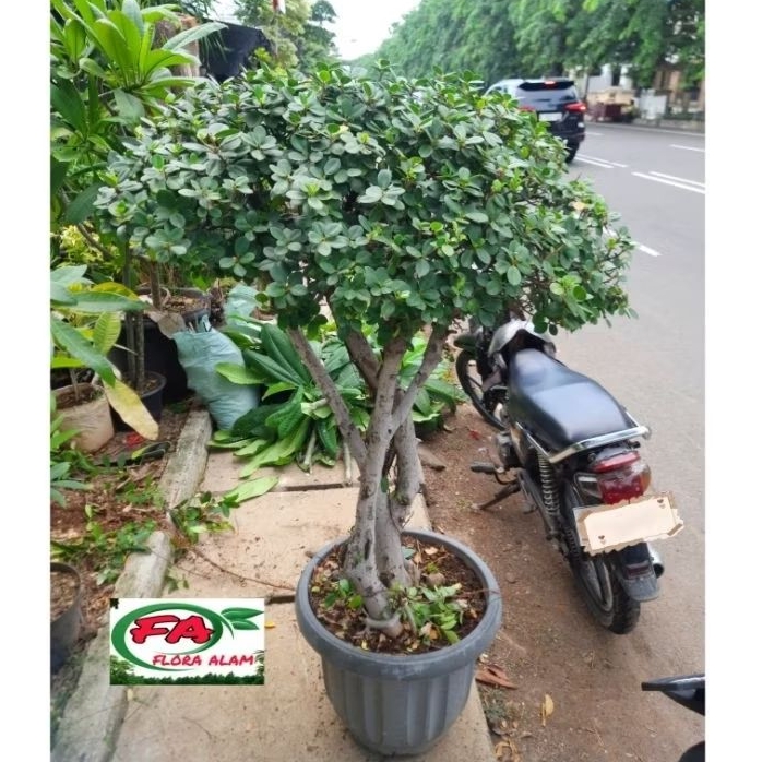Bonsai Beringin Dolar Tinggi 2 Meter Include Pot