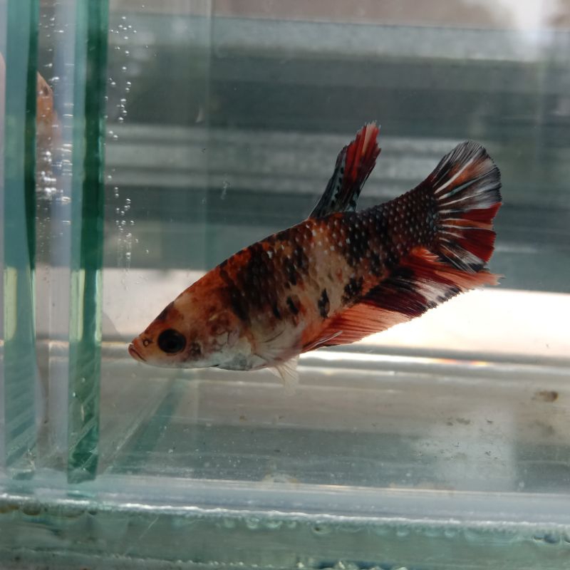 Ikan Cupang Giant Female