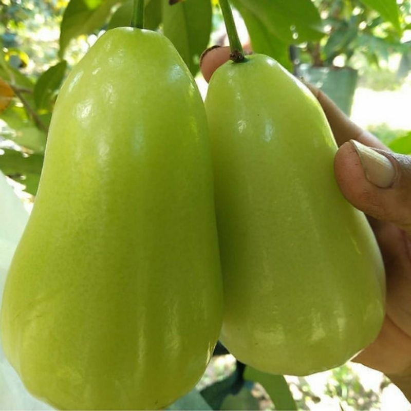 

jambu madu deli hijau