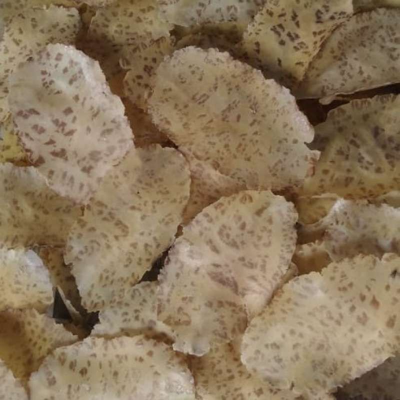 

Kerupuk JENGKOL asli Minang