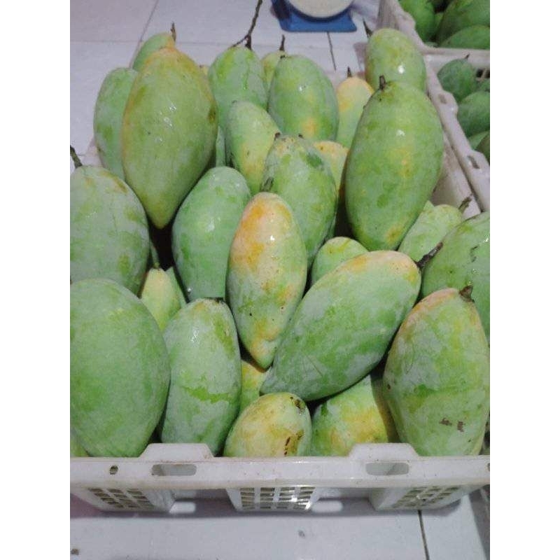 

READY.. mangga ompyong tua pohon per 1kg