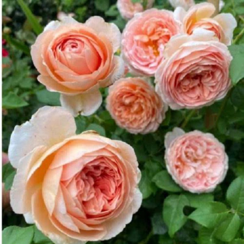 MAWAR ABRAHAM DARBY