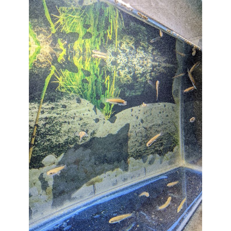 Channa auranti golden cobra 2-3 cm single tank