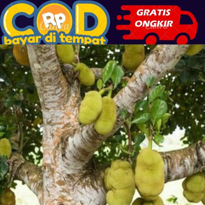 

kulit pohon nangka segar di ambil saat di pesan 100 gram