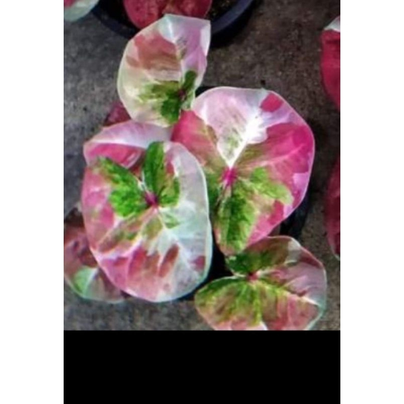 Caladium thailand series Anami