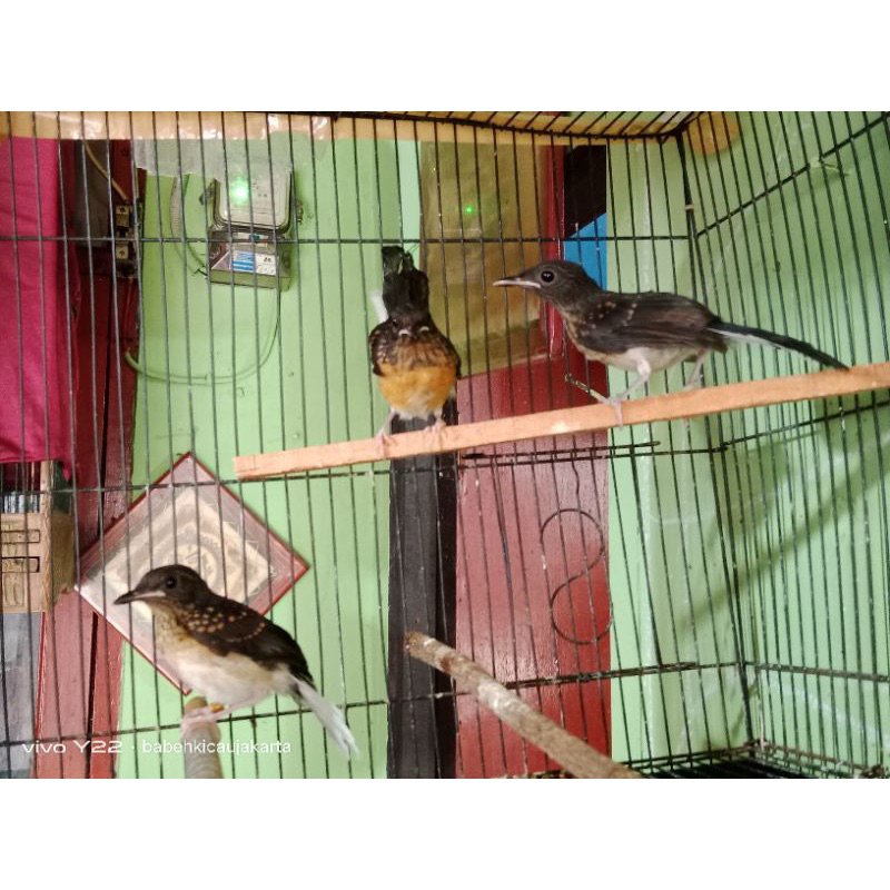 MURAY BATU MEDAN TROTOL GEMBLING