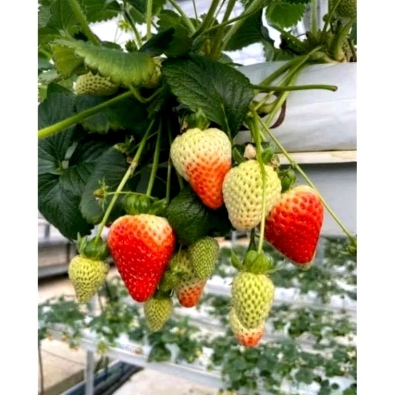 

SALSABILA_GARDEN-Bibit Strawberry Sagahanoka Berkualitas Siap Tanam
