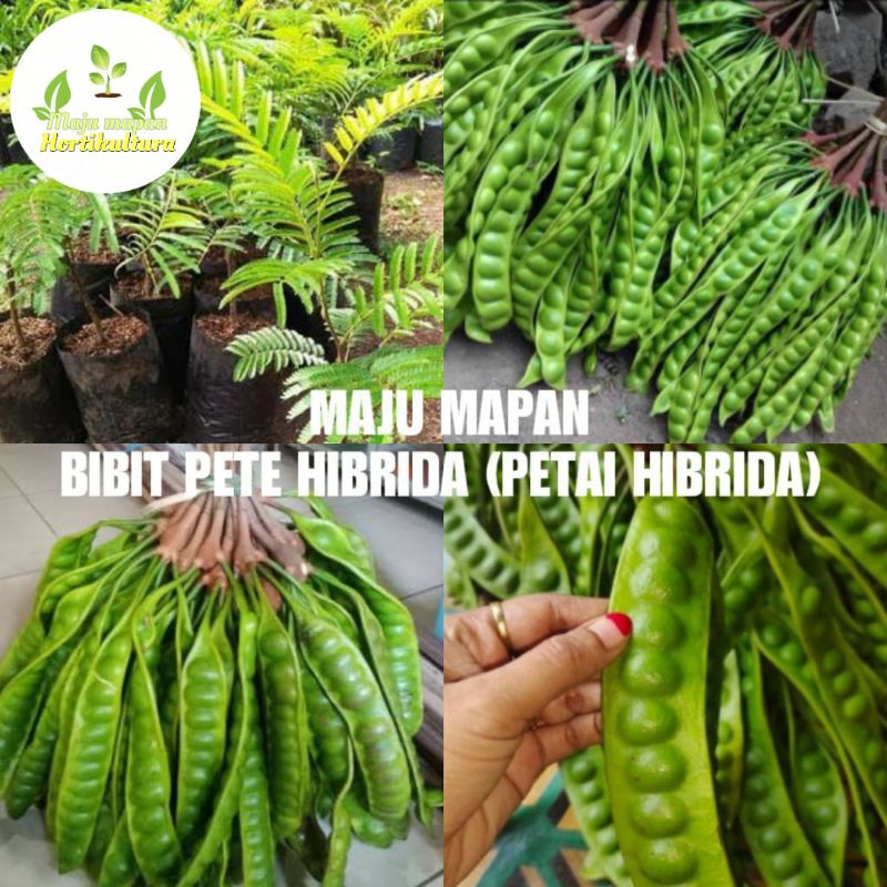BIBIT PETE/PETAI HIBRIDA SUPER