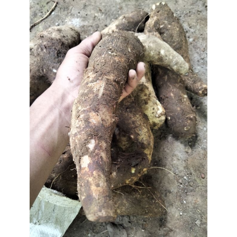

KIMPUL/TALAS KEMASAN 1KG