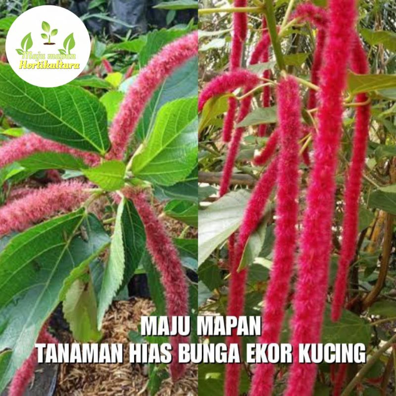 TANAMAN HIAS EKOR KUCING (BUNGA EKOR KUCING) SUPER