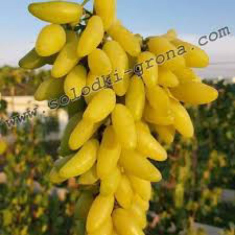 

Anggur Import Banana Valid