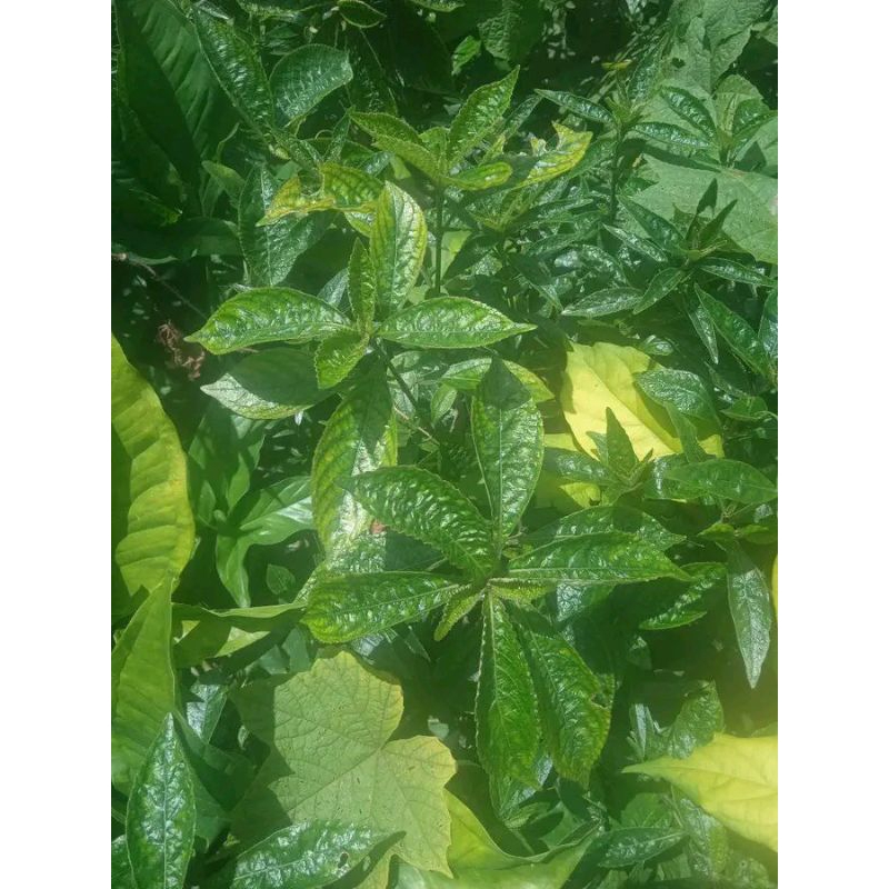 

daun pecah beling segar