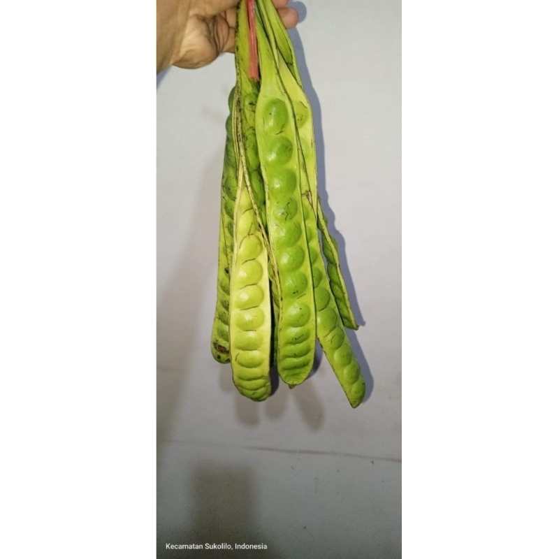 

Pete Fresh Gunung Panderman I peck isi5