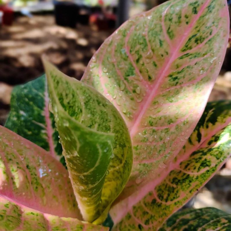 Aglonema Harley Quinn