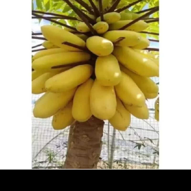 biji benih pepaya golden pepaya gading emas isi 5 butir