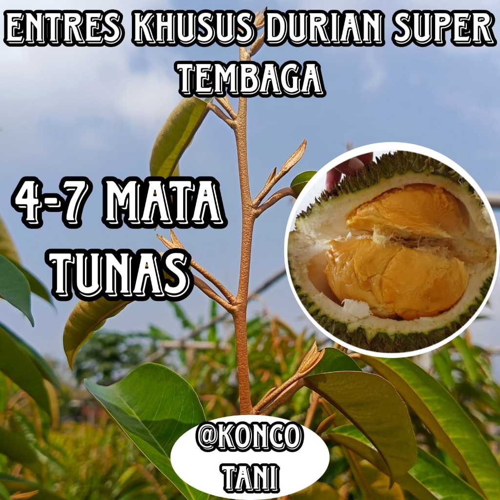(KHUSUS) ENTRES DURIAN SUPER TEMBAGA BAGUS ENTRES MATA TUNAS SUPER UNGGUL