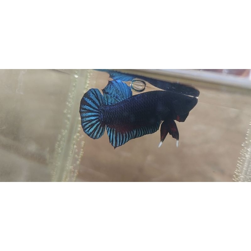 ikan cupang adu peranakan import size s dan m