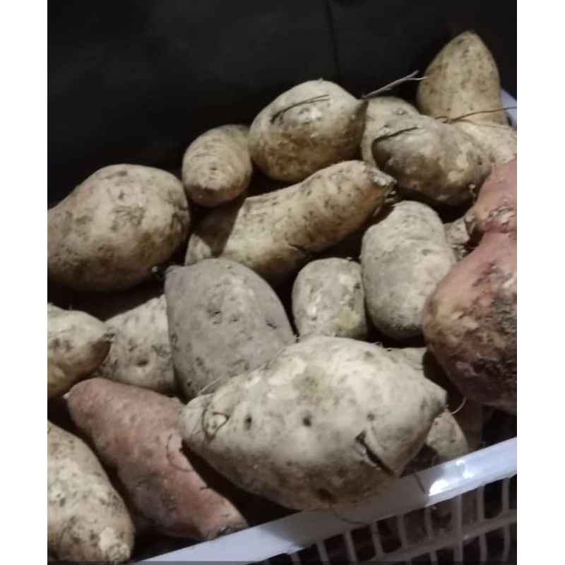 

ubi putih/kuning madu