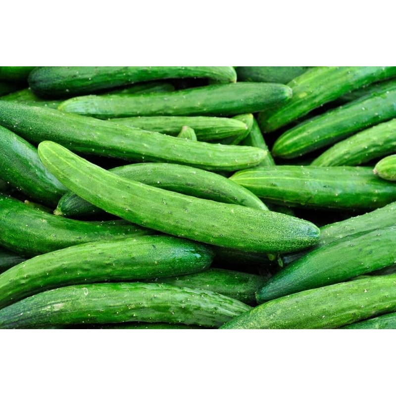 

ketimun jepang 500gr