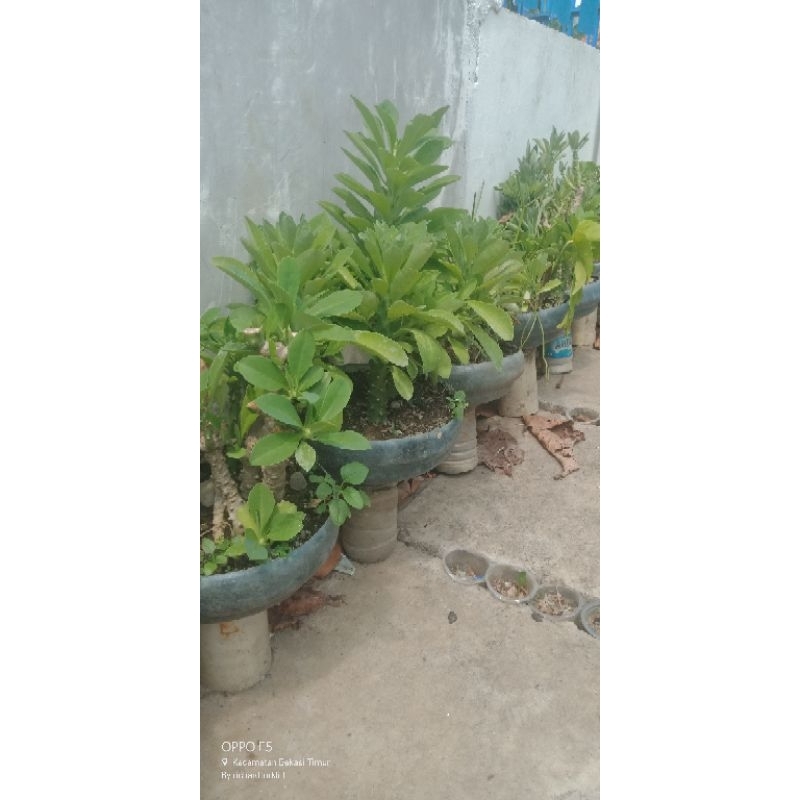 bonsai kaktus sekulen euphorbia neriifolia japan tanaman hias