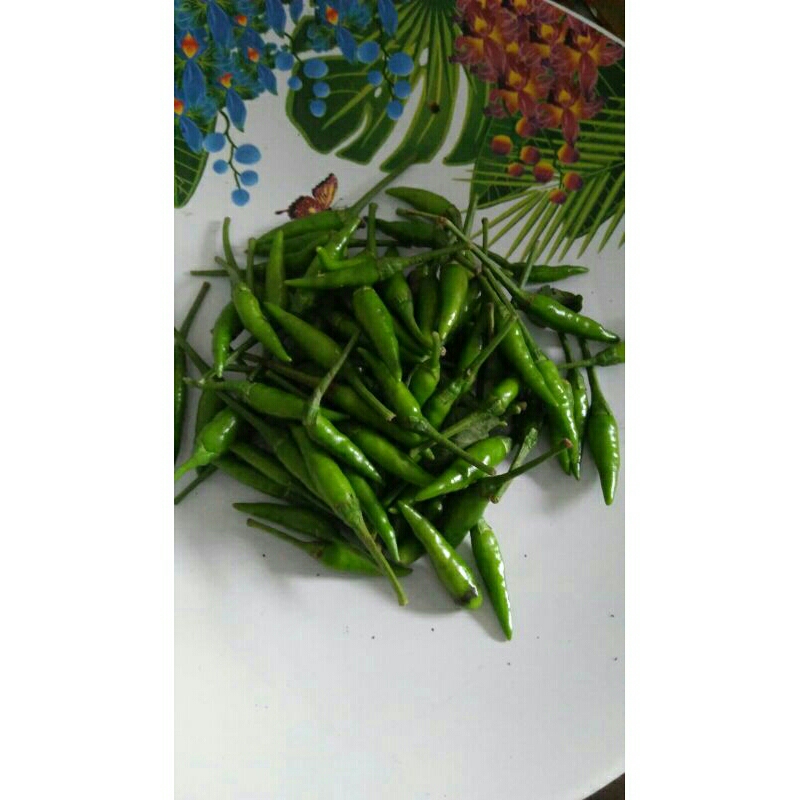 

cengek hijau