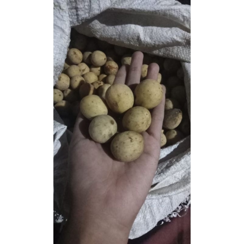 

Duku asli cepoko manis