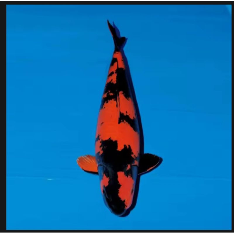 

Hiutsuri Ukuran 20-25Cm