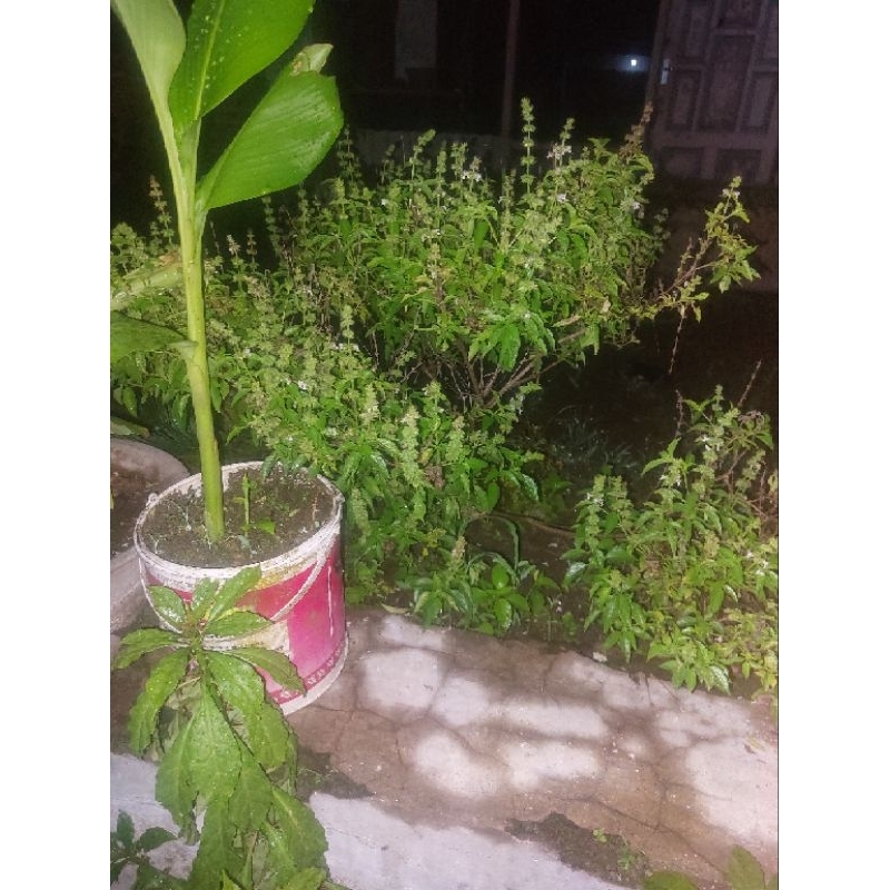 

Daun kemangi segar100gram