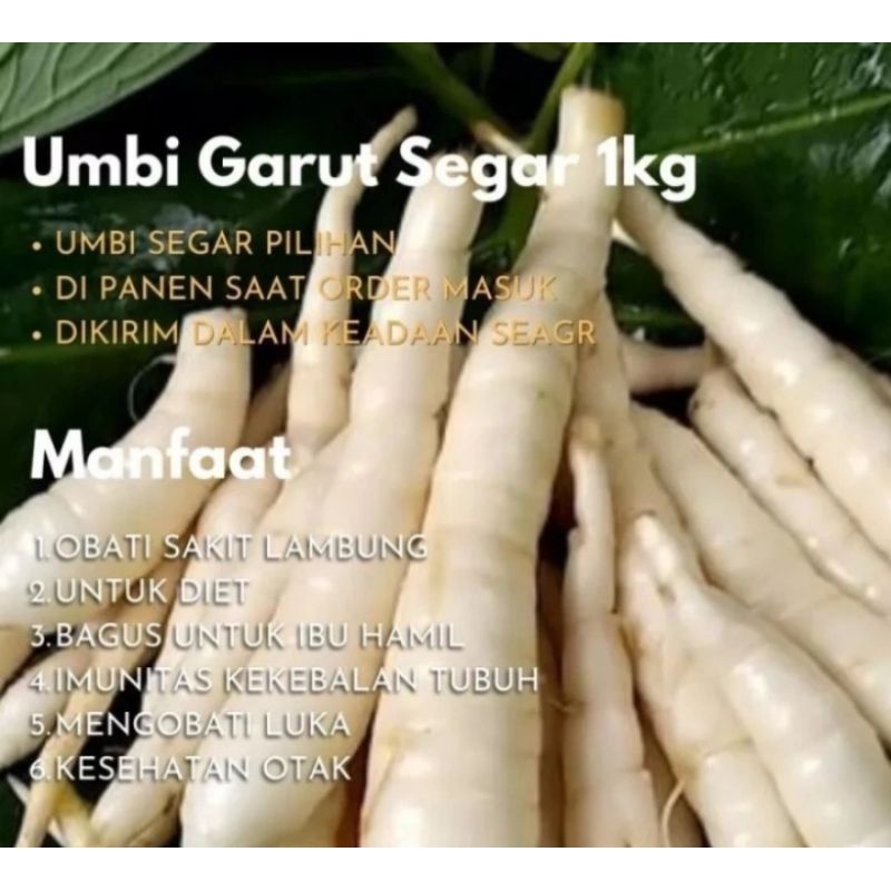 

umbi Garut/umbi Garut segar irut/terigu/umbi Garut ready 500g